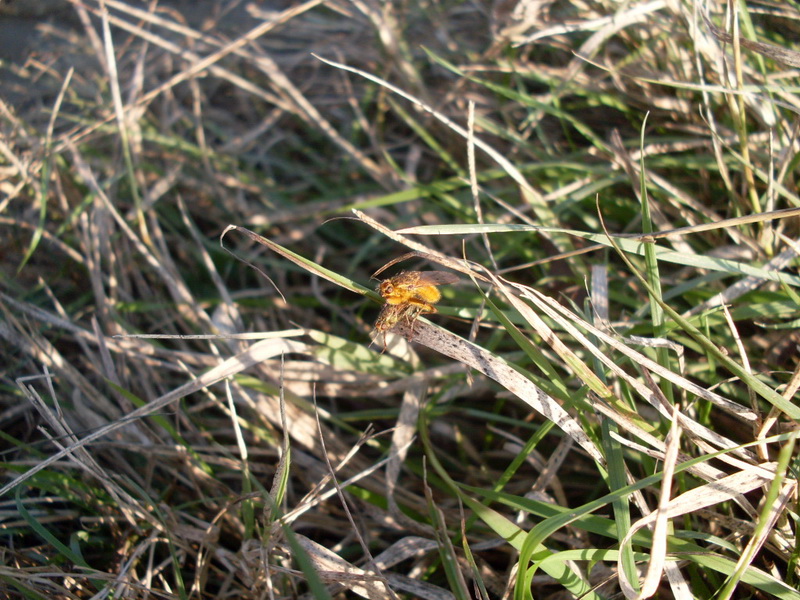 Scathophaga stercoraria